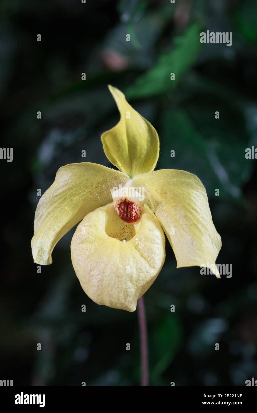 Orchid paphiopedilum fotografías e imágenes de alta resolución - Página 6 -  Alamy