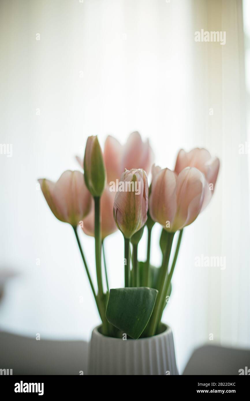 Ramo de flores de tulipanes en una casa de decoración interior con cortinas blancas de fondo Foto de stock