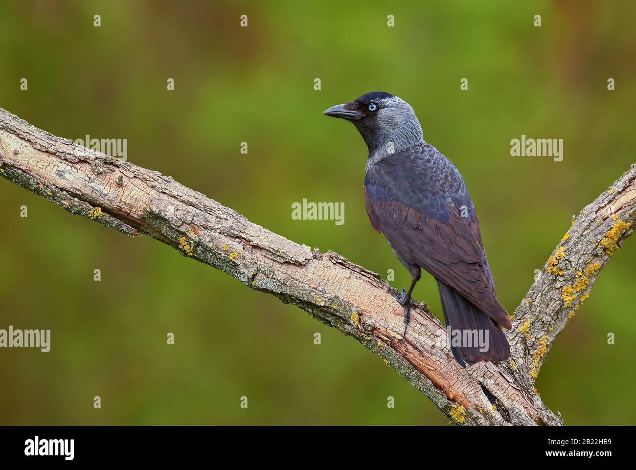 Jackdaw Eurasian - Corvus monedula, hermoso ave perca de los bosques y bosques euroasiáticos, Hortobagy, Hungría. Foto de stock