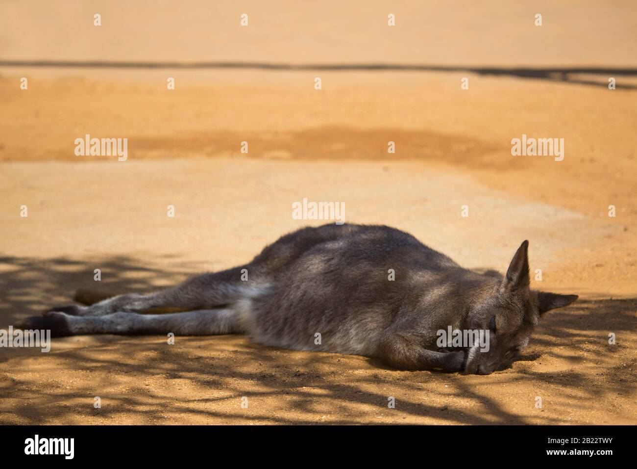 australiano bennetts wallaby dormido en el sol de la tarde Foto de stock
