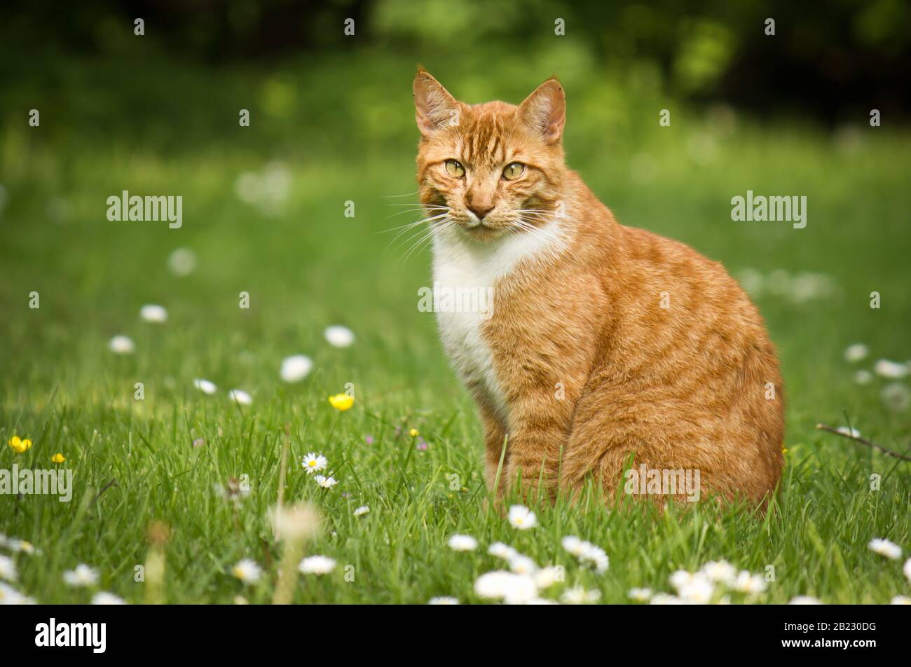 Retrato de un gato de jengibre sobre un fondo borroso natural Foto de stock