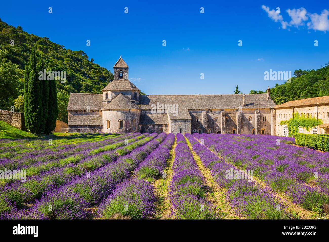 Provence, Francia. Blooming violeta campos de lavanda en Senanque monasterio. Foto de stock