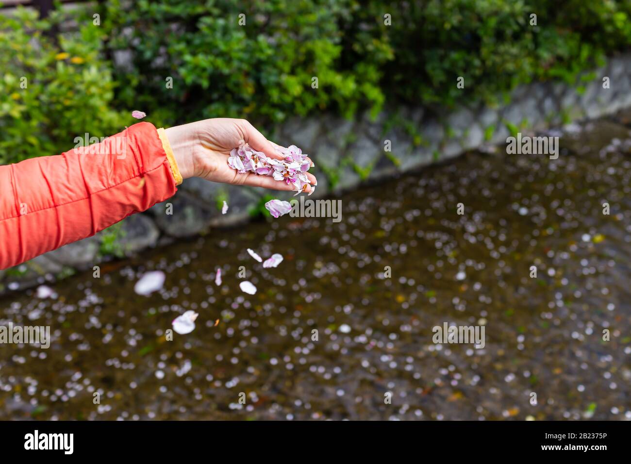 Kyoto, Japón mujer caída de la mano femenina sosteniendo los pétalos de la flor de cerezo sakura en la palma por el agua del canal del río Takase el día de la primavera Foto de stock
