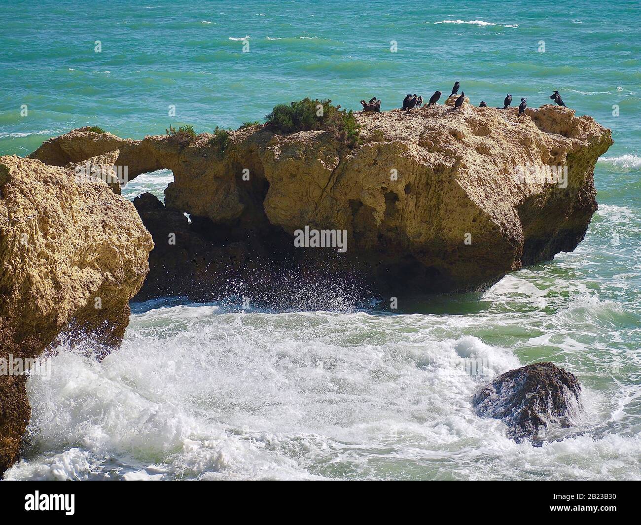 Colonia de aves cormoranes en una roca en el mar en Albufeira, en la costa del Algarve de Portugal Foto de stock