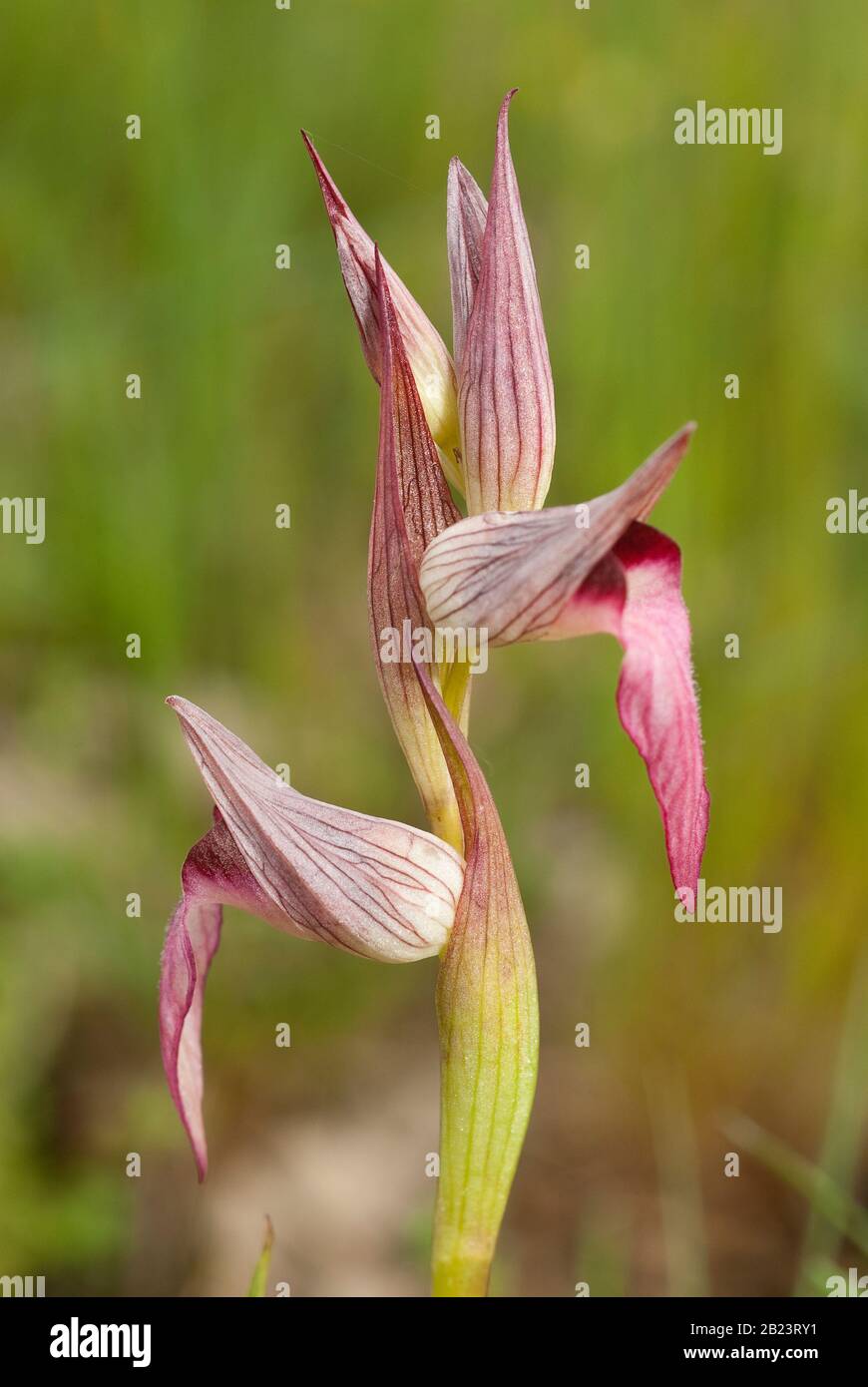 Orquídea - Serapias lingua - orquídea silvestre, planta y flor en su  entorno natural Fotografía de stock - Alamy