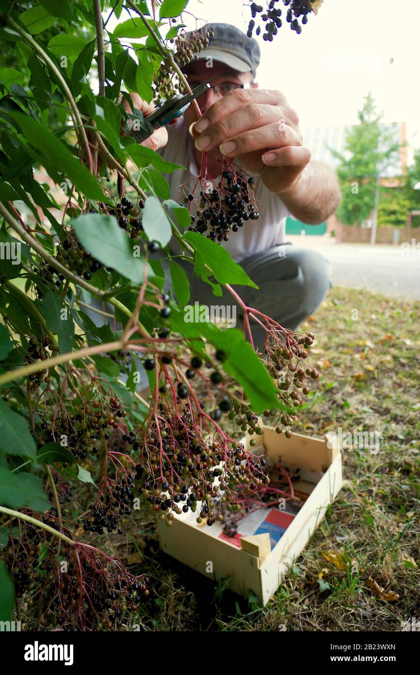 Hombre caucásico cosechando bayas de saúco Foto de stock