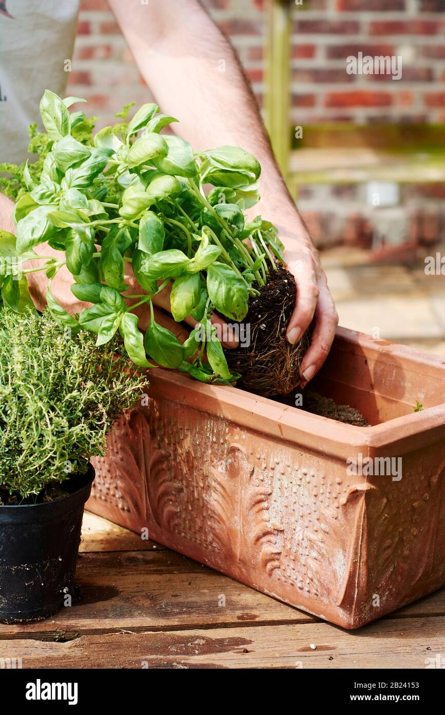 Jardinero plantando albahaca en un recipiente de teracotta con hierbas de cocina. Foto de stock