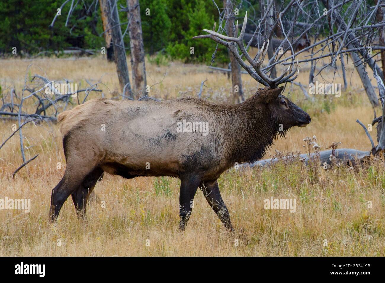 Wapiti Elk (Toro) en el Parque Nacional Yellowstone, Wyoming, Estados Unidos Foto de stock