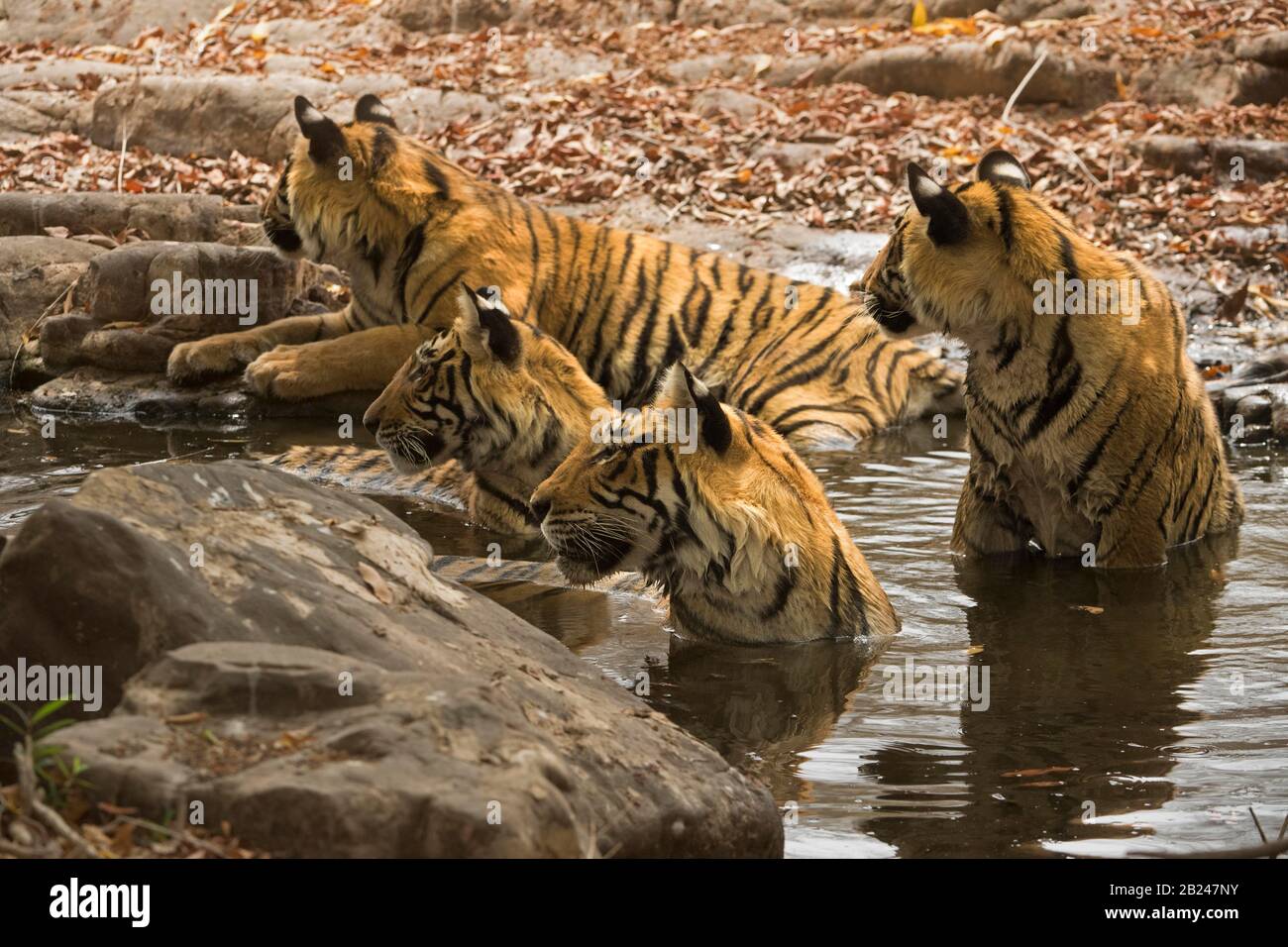 Una familia de cuatro tigres (Panthera tigris tigris), madre y tres cachorros, descansando y refrescándose en un pequeño pozo rocoso durante el calor Foto de stock