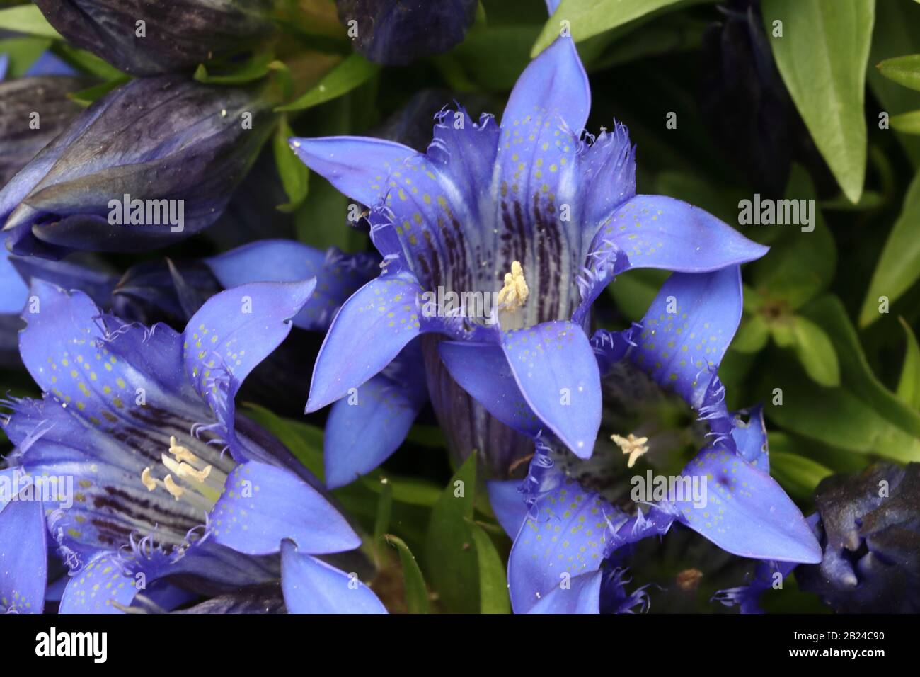 Gentiana paradoxa es una especie de planta con flores perteneciente a la familia Gentianaceae, endémica de las faldas de las montañas Del Cáucaso. Foto de stock