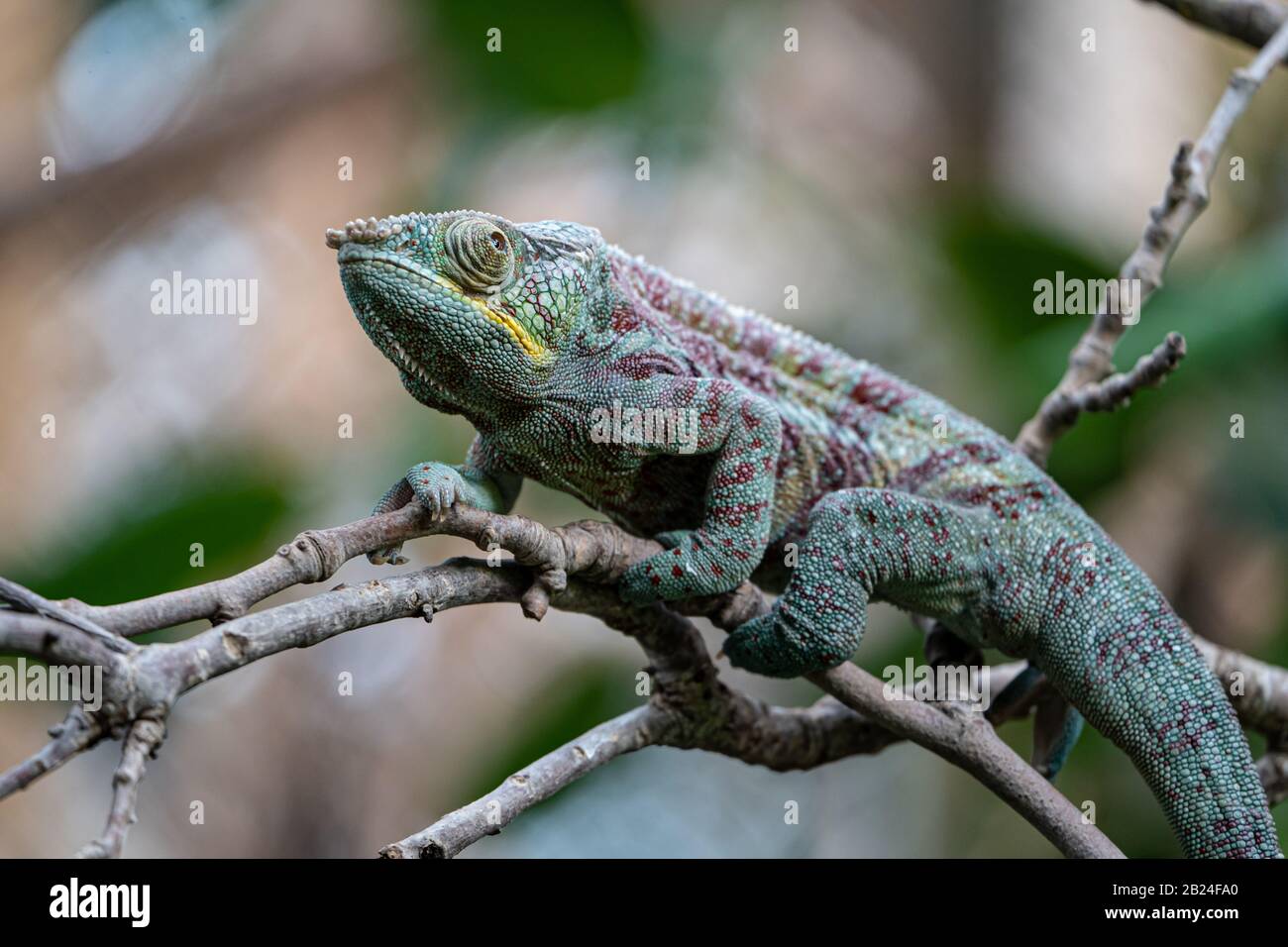 Panther Chameleon (Furcifer Pardalis) Parc Zoologique De Paris (Zoo De París), París, Francia Foto de stock