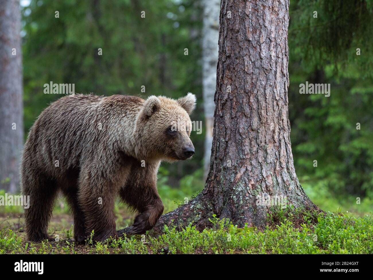 Oso marrón caminando en el bosque de verano. Nombre científico: Ursus arctos. Hábitat natural. Foto de stock
