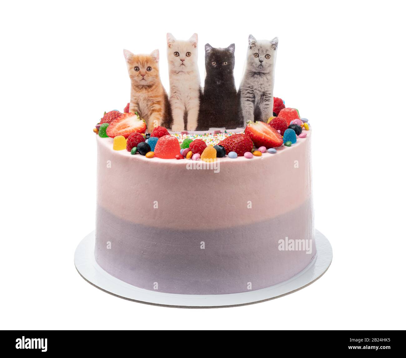 La fiesta de cumpleaños de los gatos Imágenes recortadas de stock - Alamy