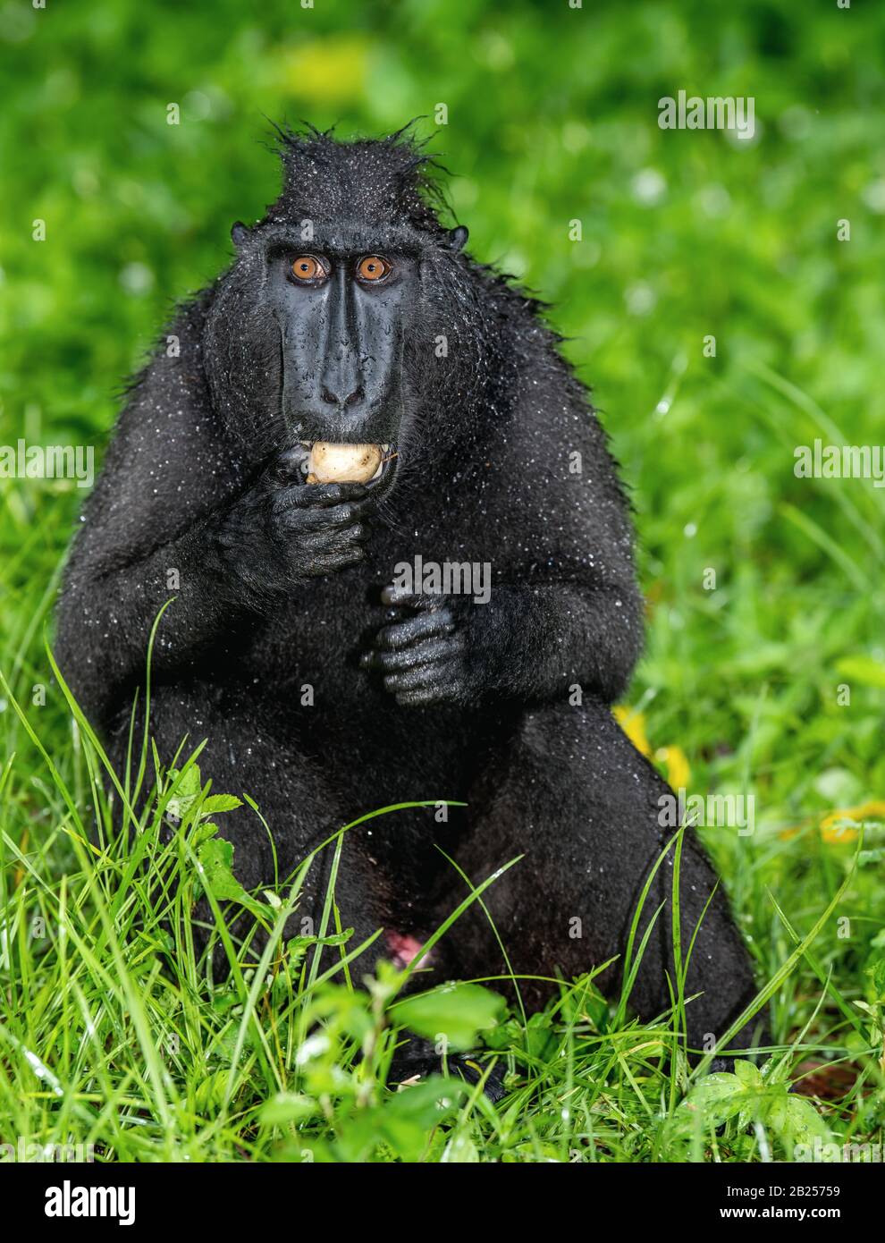 Celebração com o nascimento de um macaco-negro-de-sulawesi