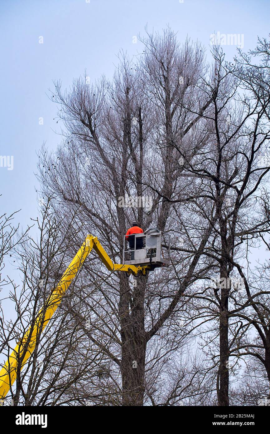 trabajando a grandes alturas, poda árboles en invierno Foto de stock