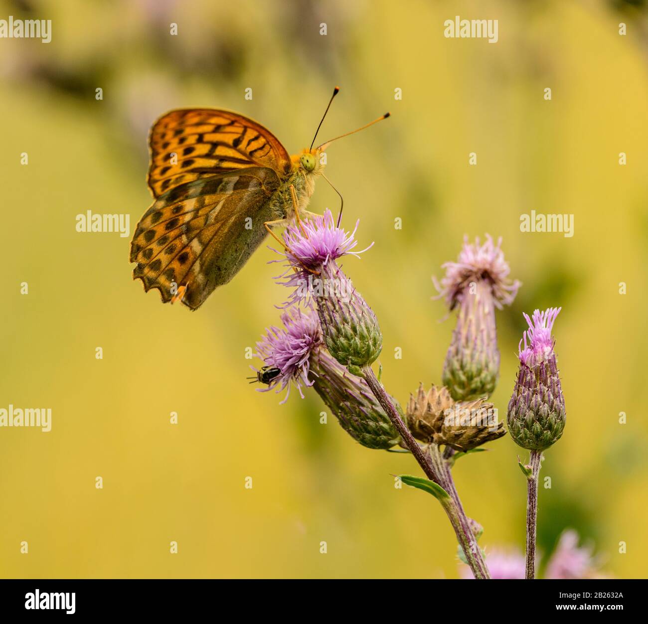 mariposa marrón anaranjada sentada en la flor del cardo, salvaje Foto de stock