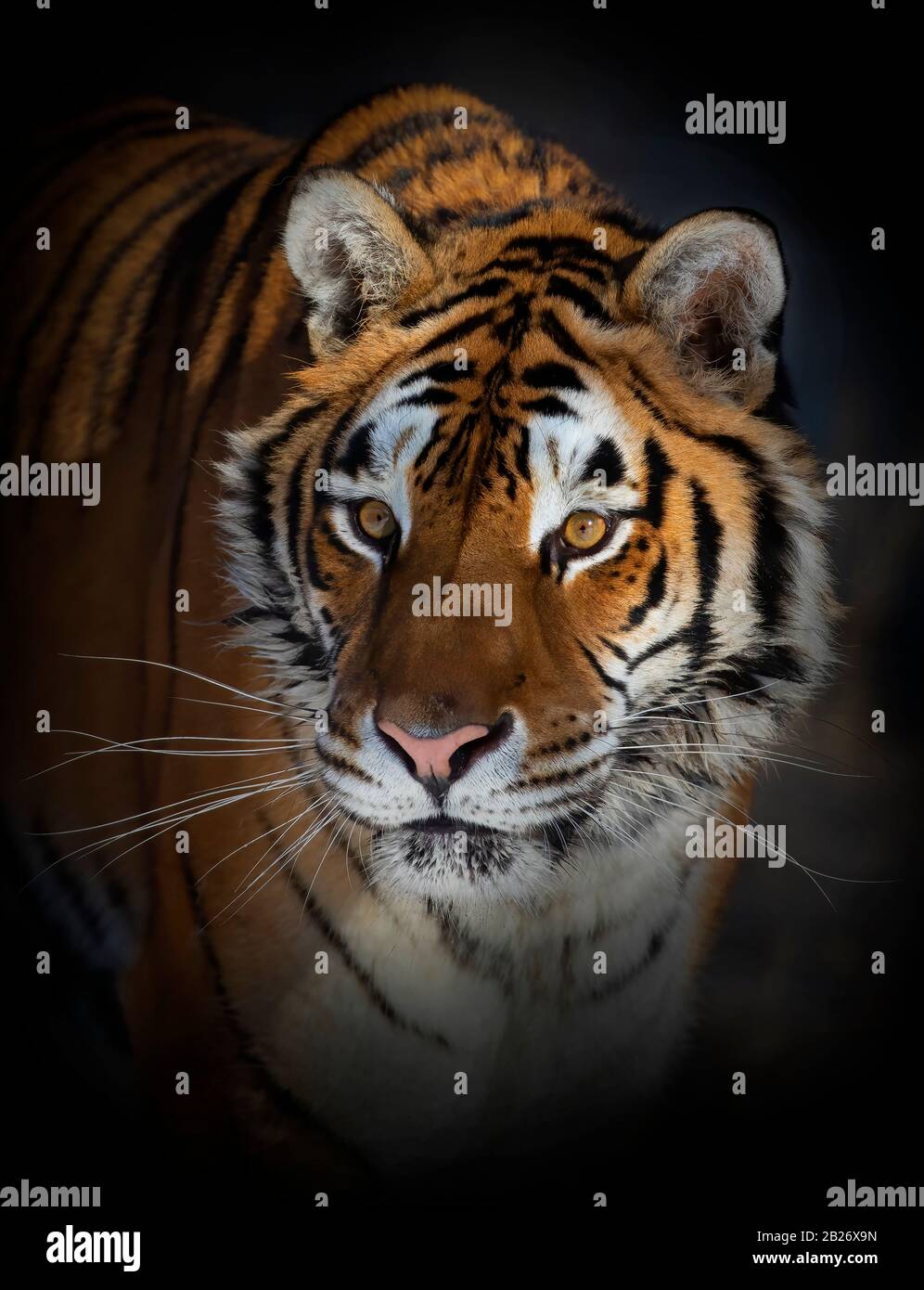 Retrato del tigre siberiano (Panthera tigris altaica) en Montana, Estados Unidos Foto de stock