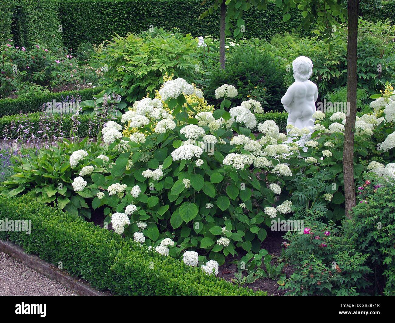 Hydrangea arborescens grandiflora fotografías e imágenes de alta resolución  - Alamy