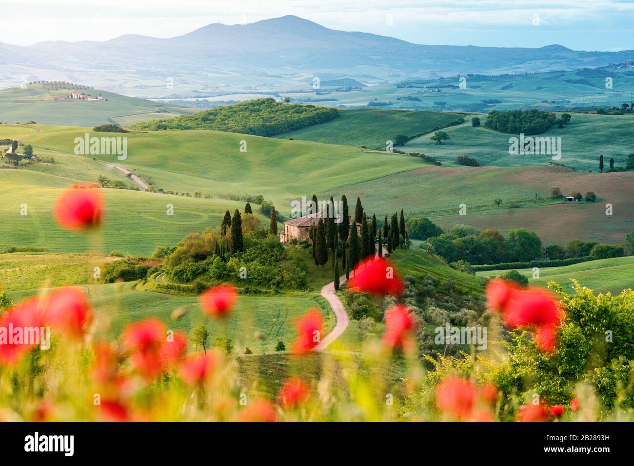 Flores de amapola y pradera en primavera, colinas onduladas en el fondo. Toscana Foto de stock