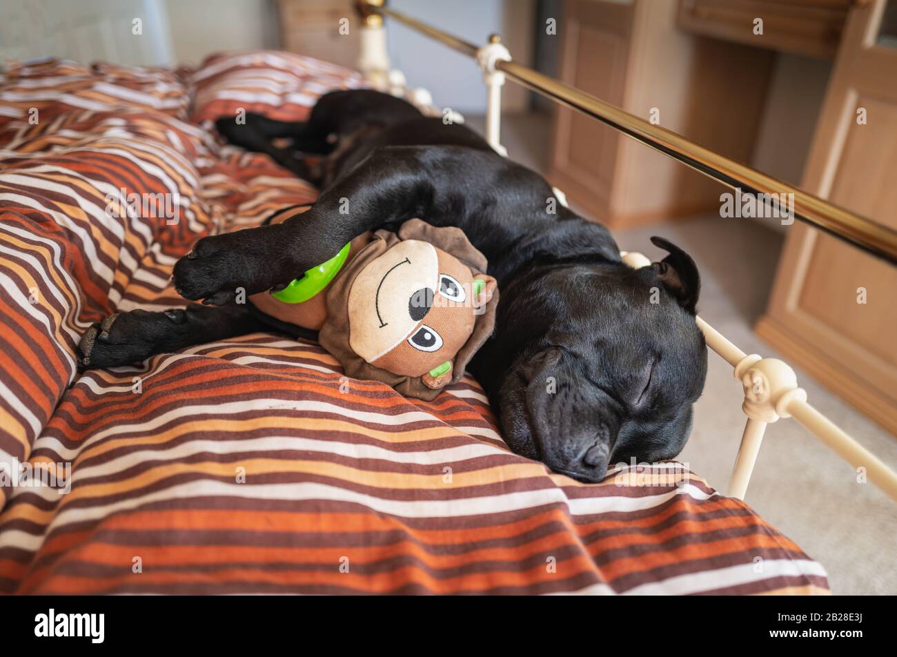 Staffordshire toro terrier perro durmiendo en una cama de metal marco en un  dormitorio cuddling un juguete suave con una cara sonriente Fotografía de  stock - Alamy