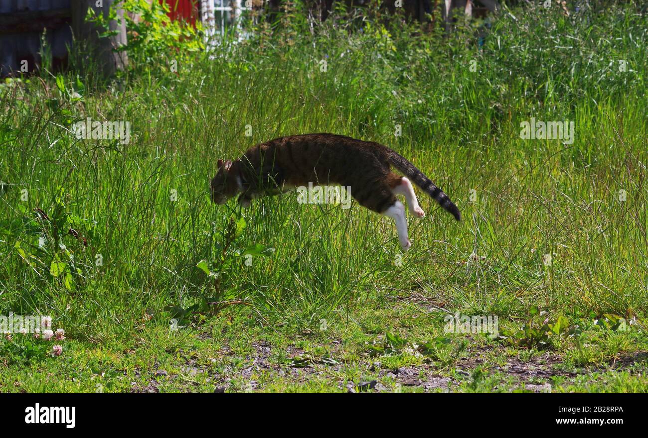 Gato tabby jugando en hierba larga Foto de stock