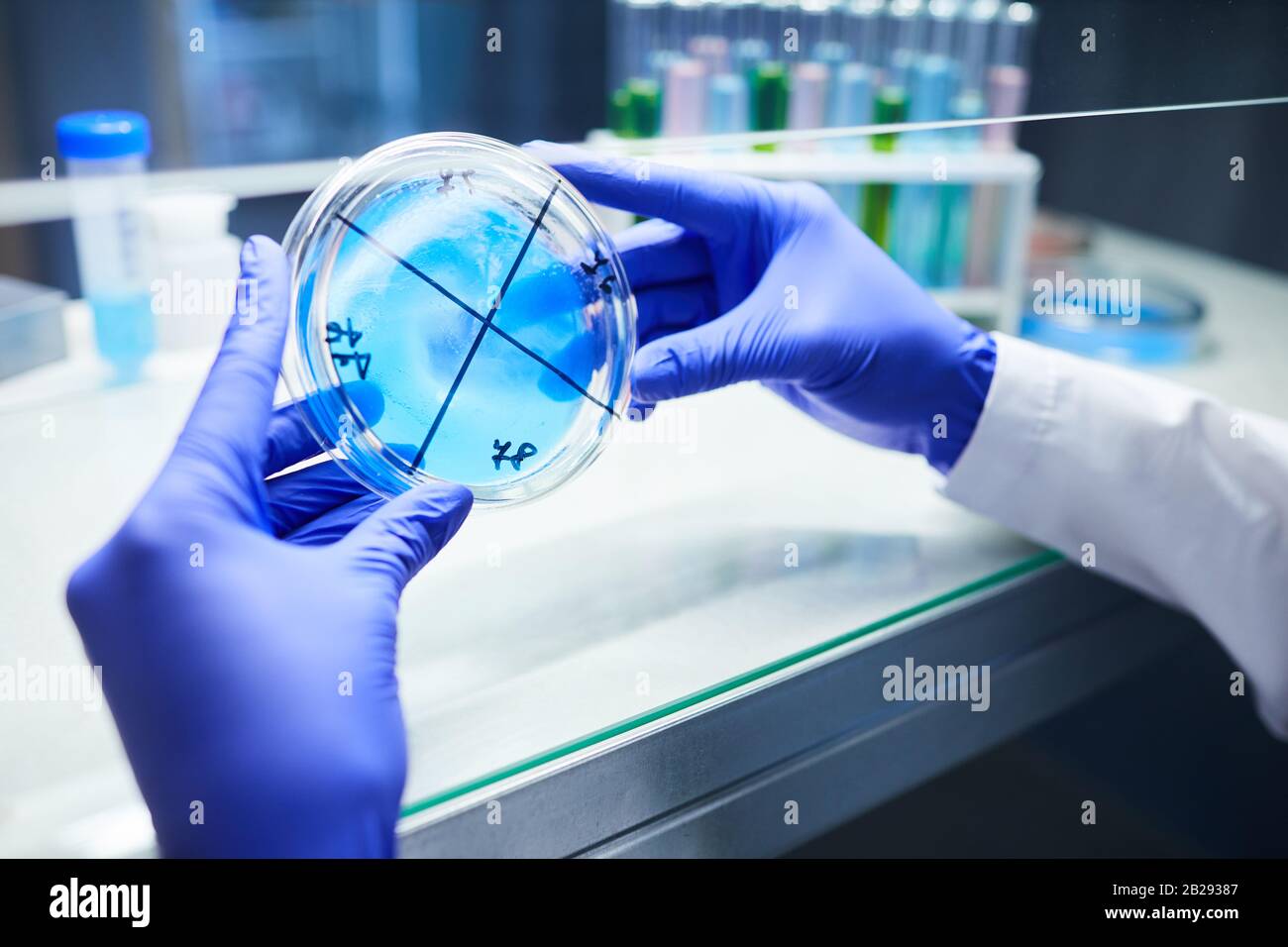 Primer plano de científico con guantes manos sosteniendo un plato de Petri mientras se trabaja en la investigación biológica en laboratorio, espacio de copia Foto de stock