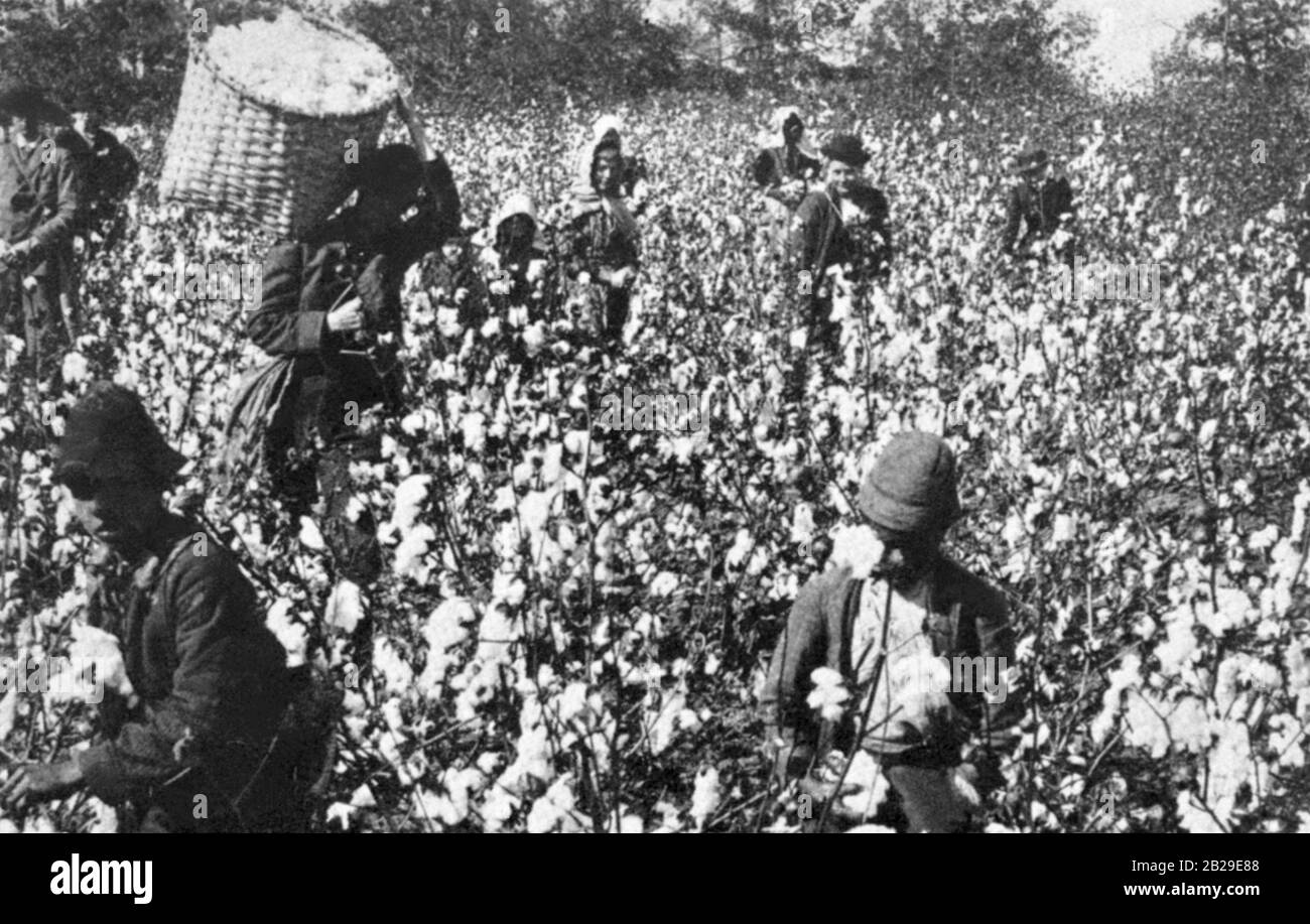 Esclavos recogiendo algodón en una plantación sureña. Foto de stock