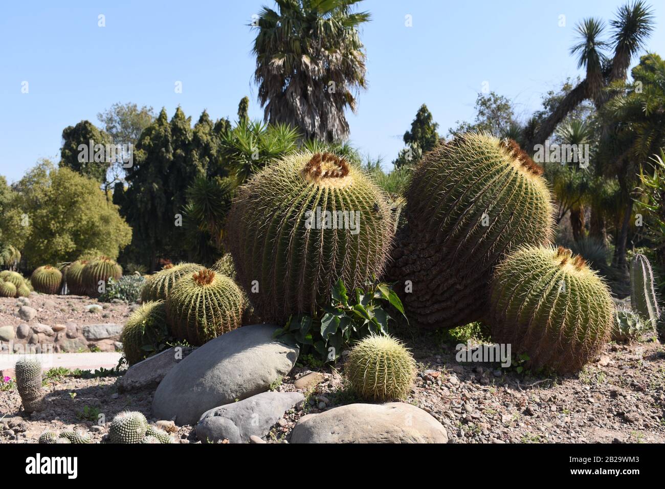 Cactus Golden Barrel en un jardín de cactus. Foto de stock