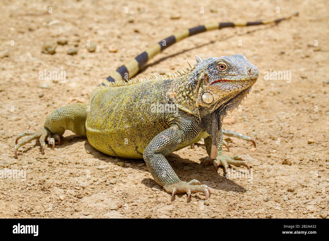 Cerca de la hermosa iguana verde se encuentra en el suelo Foto de stock
