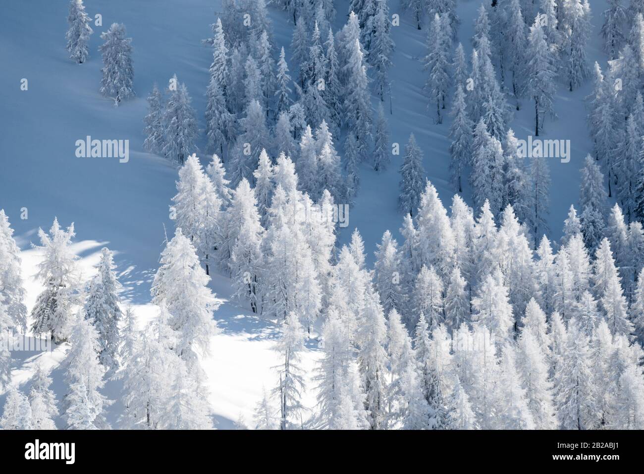 Árboles en un valle cubierto de nieve, Zauchensee, Salzburgo, Austria Foto de stock