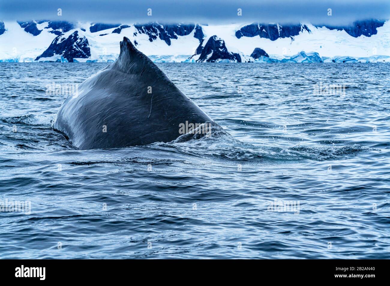 Humback Baleen Whale Chasing Krill Bajo El Barco De Goma Charlotte Bay Antarctic Peninsula Antarctic. Foto de stock