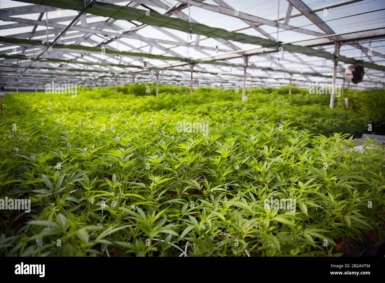 Invernadero lleno de plantas de cannabis, EE.UU Foto de stock