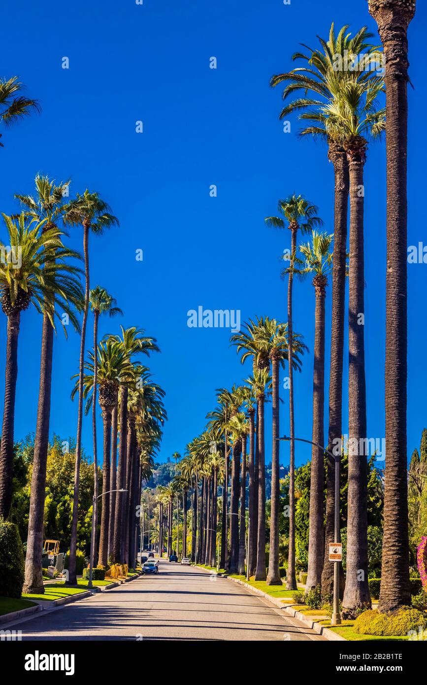 Una calle bordeada de palmeras en Beverly Hills (los Angeles), California USA. Foto de stock