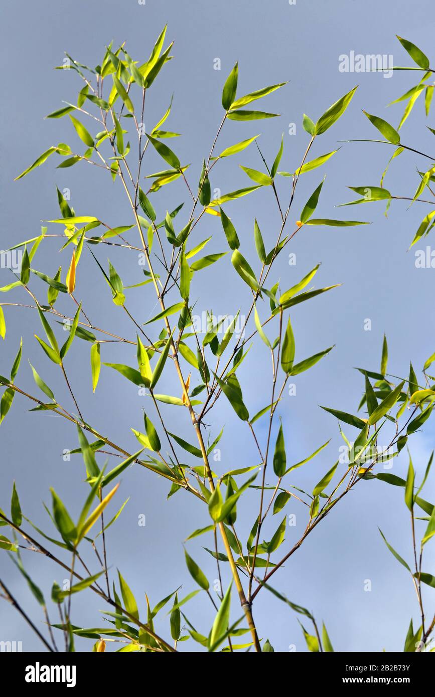 Bambou Francia Europa Bambu Francia Europa Fotografia De Stock Alamy Bambou Francia Europa Bambu Francia Europa Fotografia De Stock Alamy