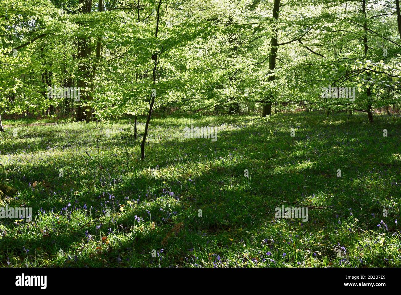 Parterre de jacinthes des bois (Hyacinthoides non-scripta), foret de Rambouillet, departement des Yvelines, región Ile de France, Francia, Europa/ Foto de stock