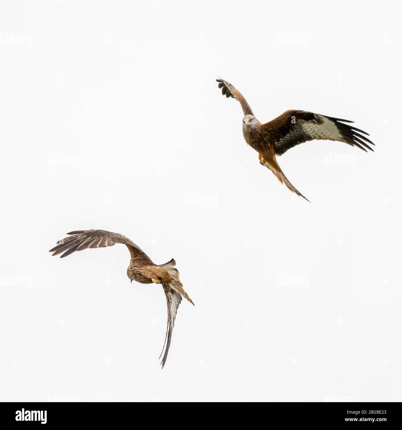 Red Kite (Milvus milvus) en vuelo a mediados de Gales Foto de stock