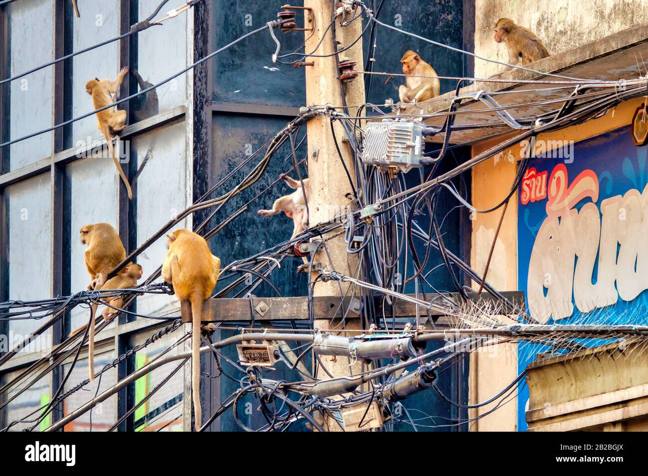 Macacos para comer cangrejo (Macaca fascicularis) en un poste de servicio en Lopburi, Tailandia Foto de stock