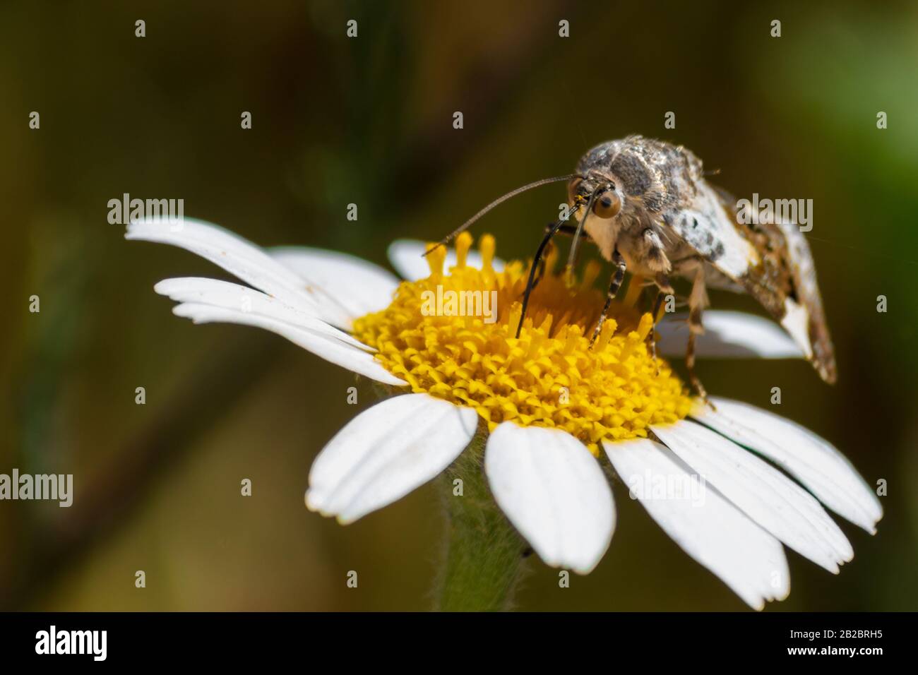 Acontia lucida, polilla pálida del hombro Foto de stock