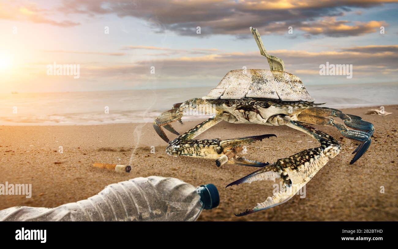Cangrejo en playa contaminada. Botellas de plástico contaminación en charco fangoso en playa. (Concepto de entorno) Foto de stock