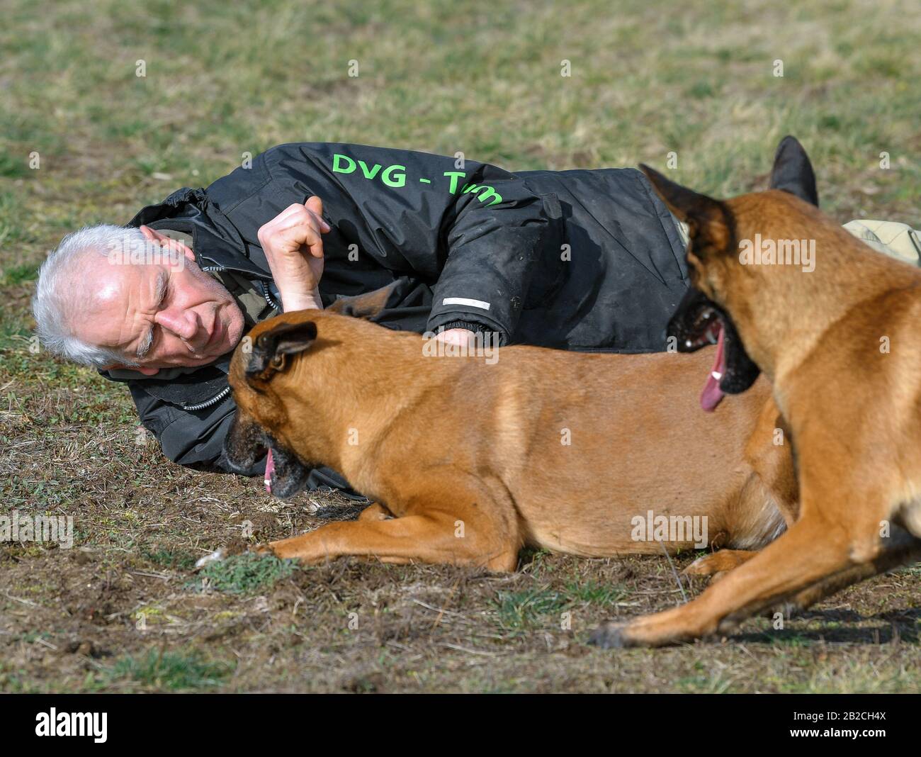 Wriezen, Alemania. 27 de febrero de 2020. Günter Hytra, amigo de los  deportes de perros, con sus dos perros Athos (l) y Eddi, los llamados  Malinois, una variedad del Pastor belga. La