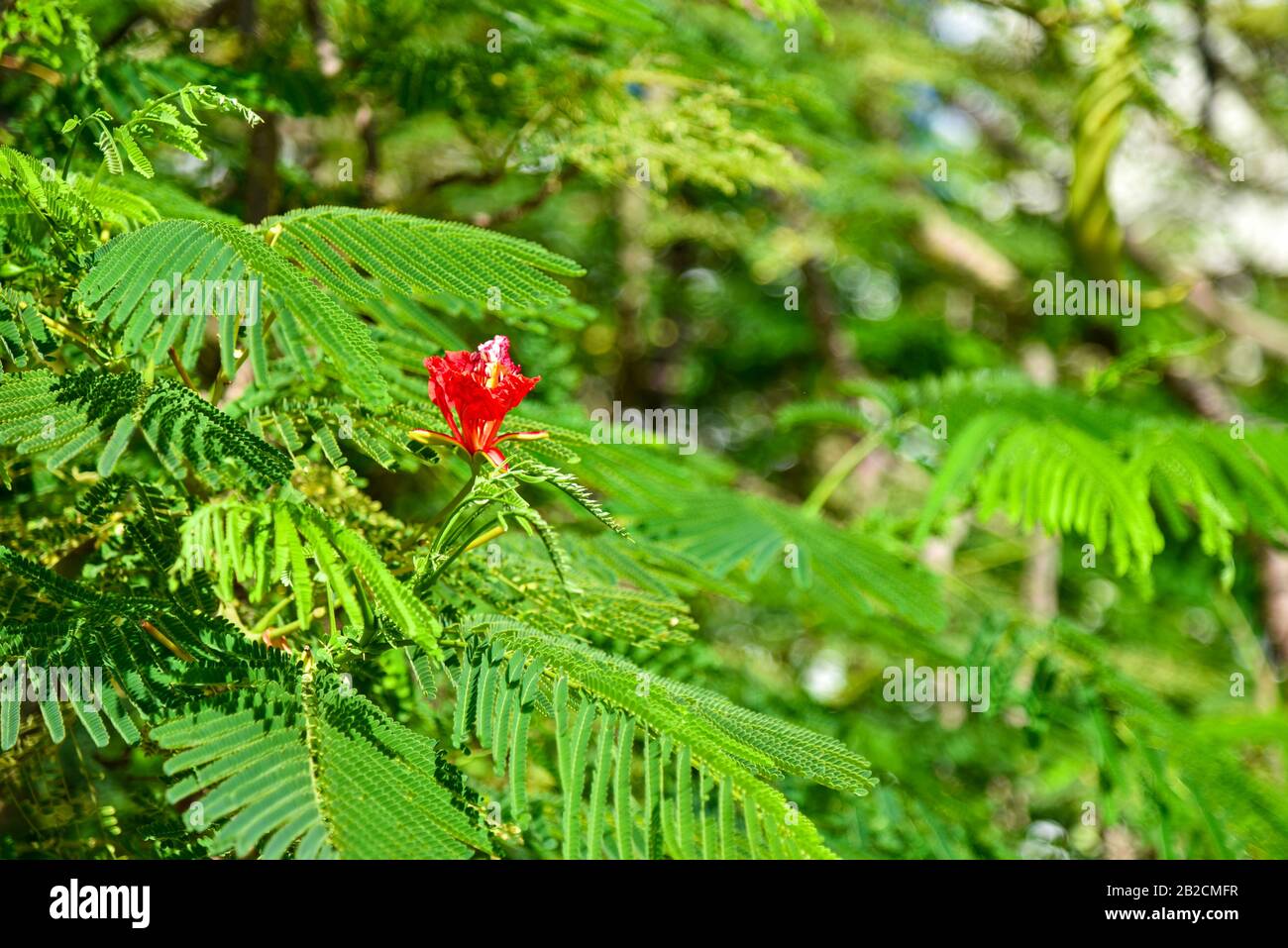 Flor roja grande en un árbol. Foto de stock