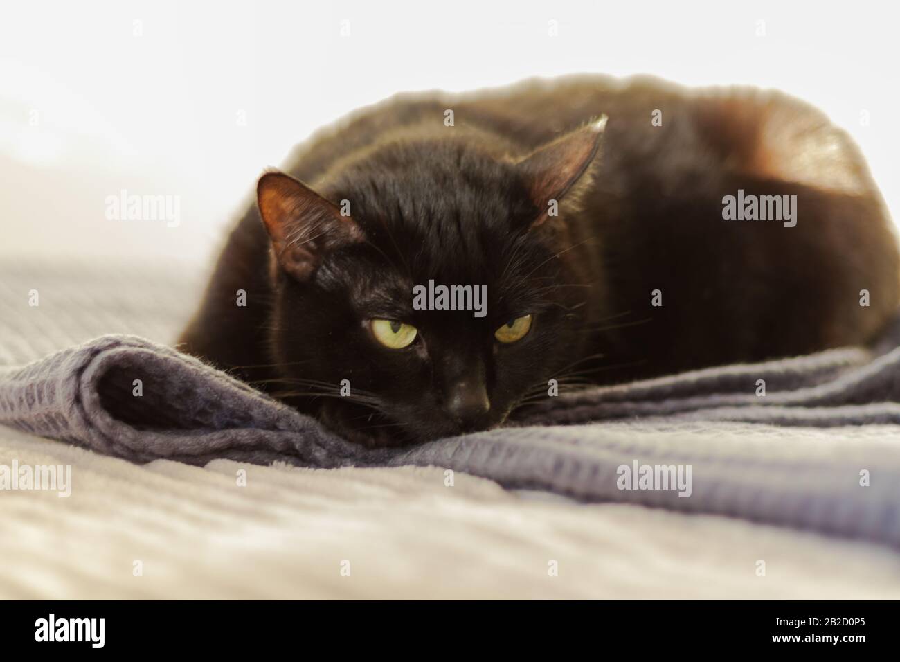 Gato Negro Con El Cabello Corto Y Ojos Amarillos Yace Sobre Un Cuadriculado Gris Sobre La Cama Frente A Una Pared Blanca Mascotas Animales En Nuestra Casa Fotografia De Stock Alamy