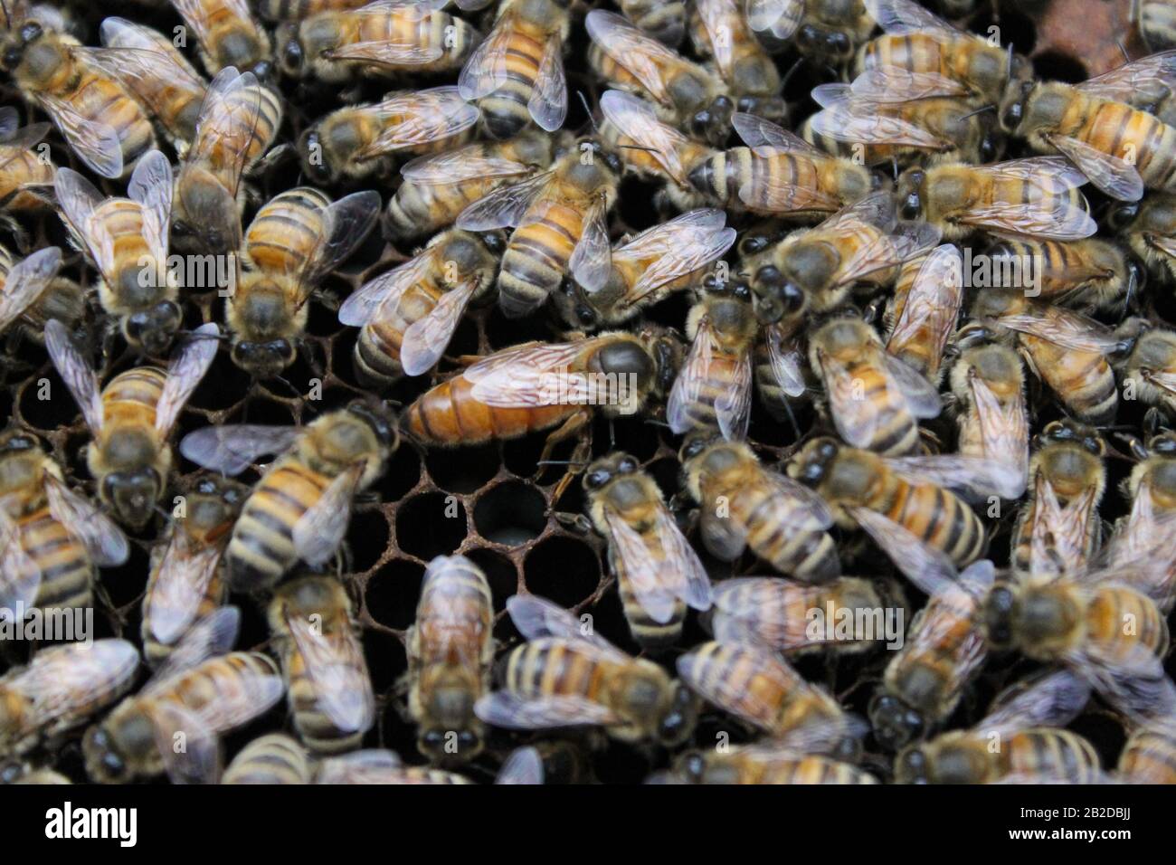 Abejas en el marco de la cría que tienden a los huevos y a la larva Foto de stock