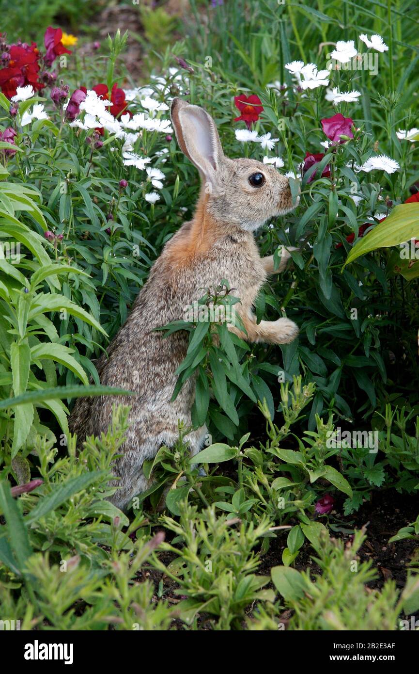 Un solo conejo de cola de algodón pastando en las plantas de Dianthus en un jardín. Foto de stock