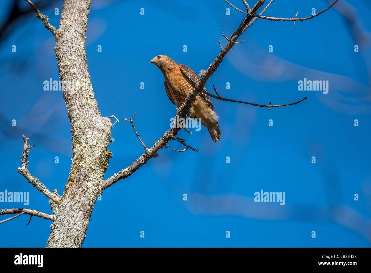 En lo alto de un árbol se encuentra un halcón de Cooper encaramado en una rama en busca de presas con un vibrante cielo azul en el fondo en un día soleado en invierno Foto de stock