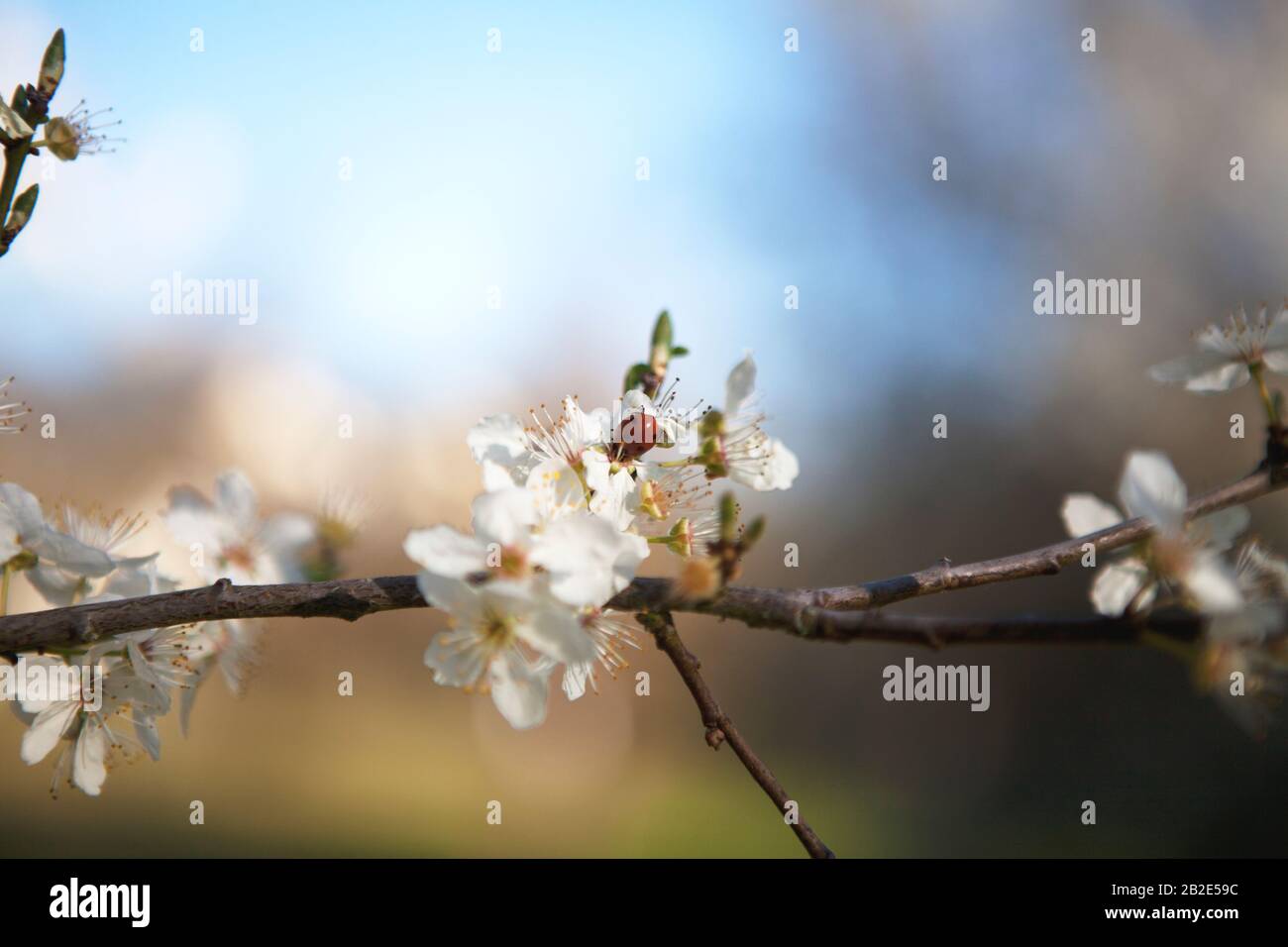 Una mariquita (mariquita) en flor de manzana. Foto de stock