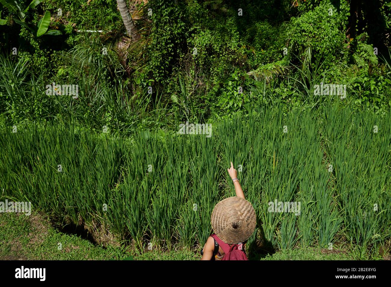 Niña con un sombrero de paja apuntando a una terraza de arroz en Bali Foto de stock