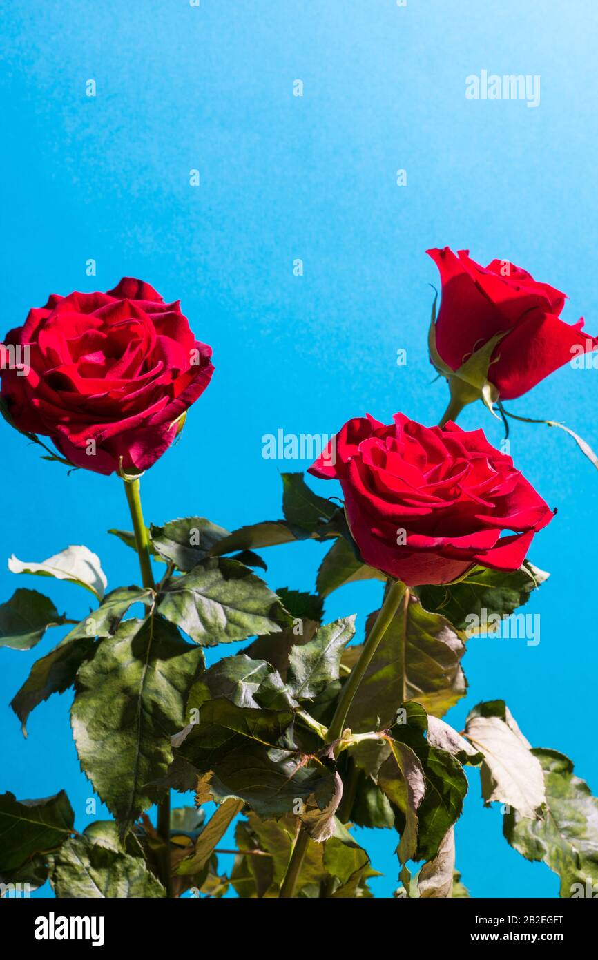 Flores de color rosa rojo sobre el fondo del cielo por la mañana Fotografía de stock - Alamy Flores de color rosa rojo sobre el fondo del cielo por la mañana Fotografía de stock - Alamy