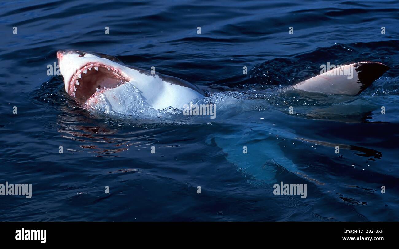 Gran tiburón blanco (Carcharodon carcharias) con boca abierta en la superficie, Gansbaai, Sudáfrica Foto de stock