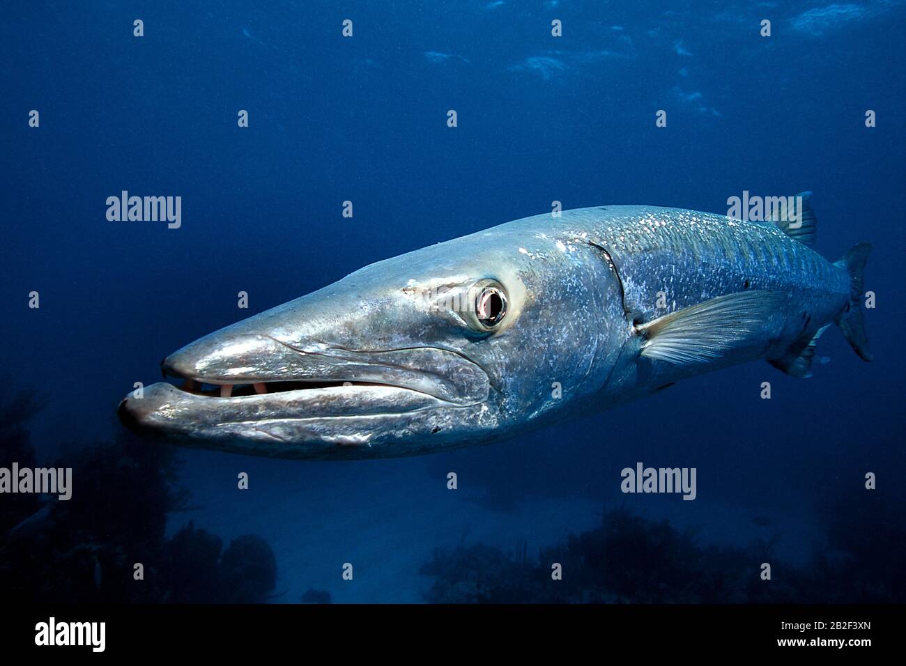 Gran Barracuda (Sphyraena barracuda), loner, Bahamas Foto de stock